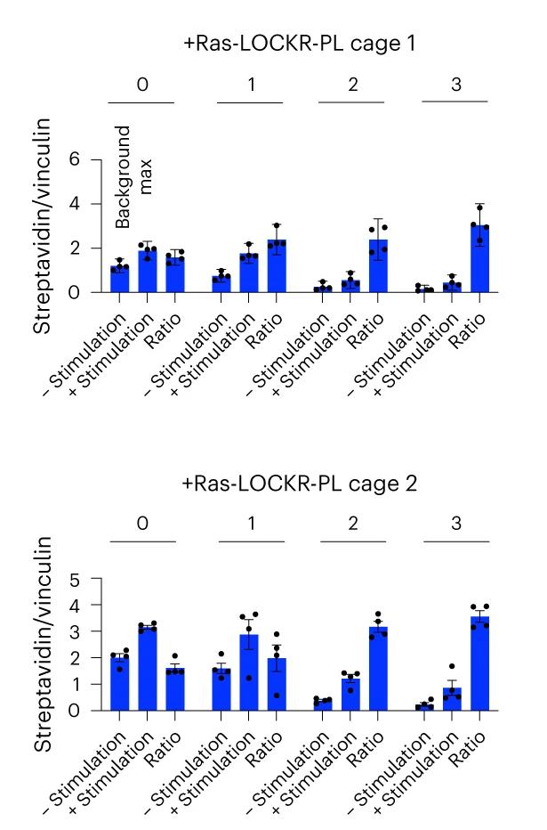 Open access visualization of Bar Plot, Error Bars, Biotinylation Levels, CIAR-PM-293 Cells, Ras-LOCKR-PL Candidates