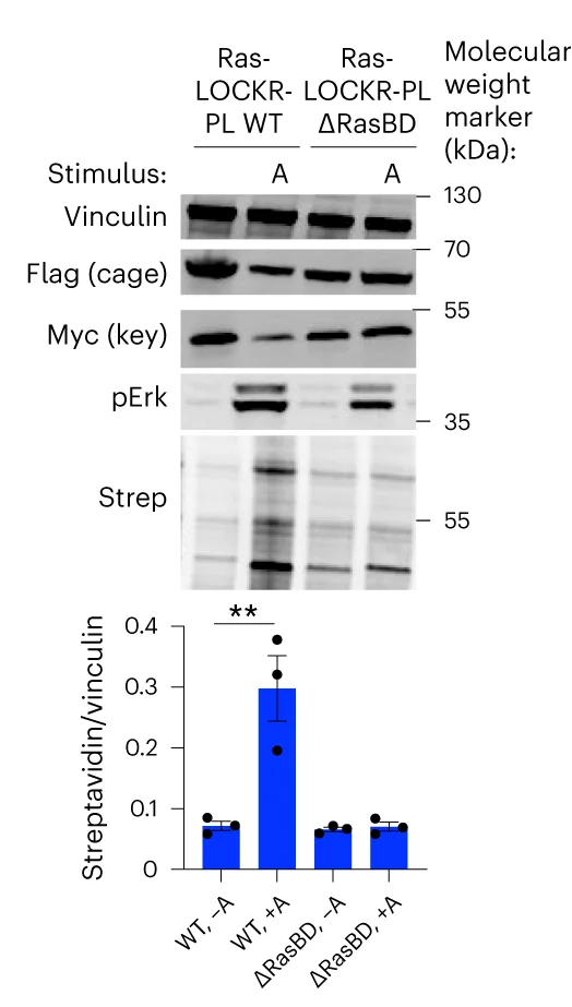 Open access visualization of Bar Plot, Error Bars, Gel, Western Blots, CIAR-PM-293 Cells