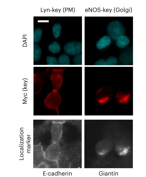 Open access visualization of Microscopy, Epifluorescence Images, CIAR-PM-293 Cells, Ras-LOCKR-PL, TurboID
