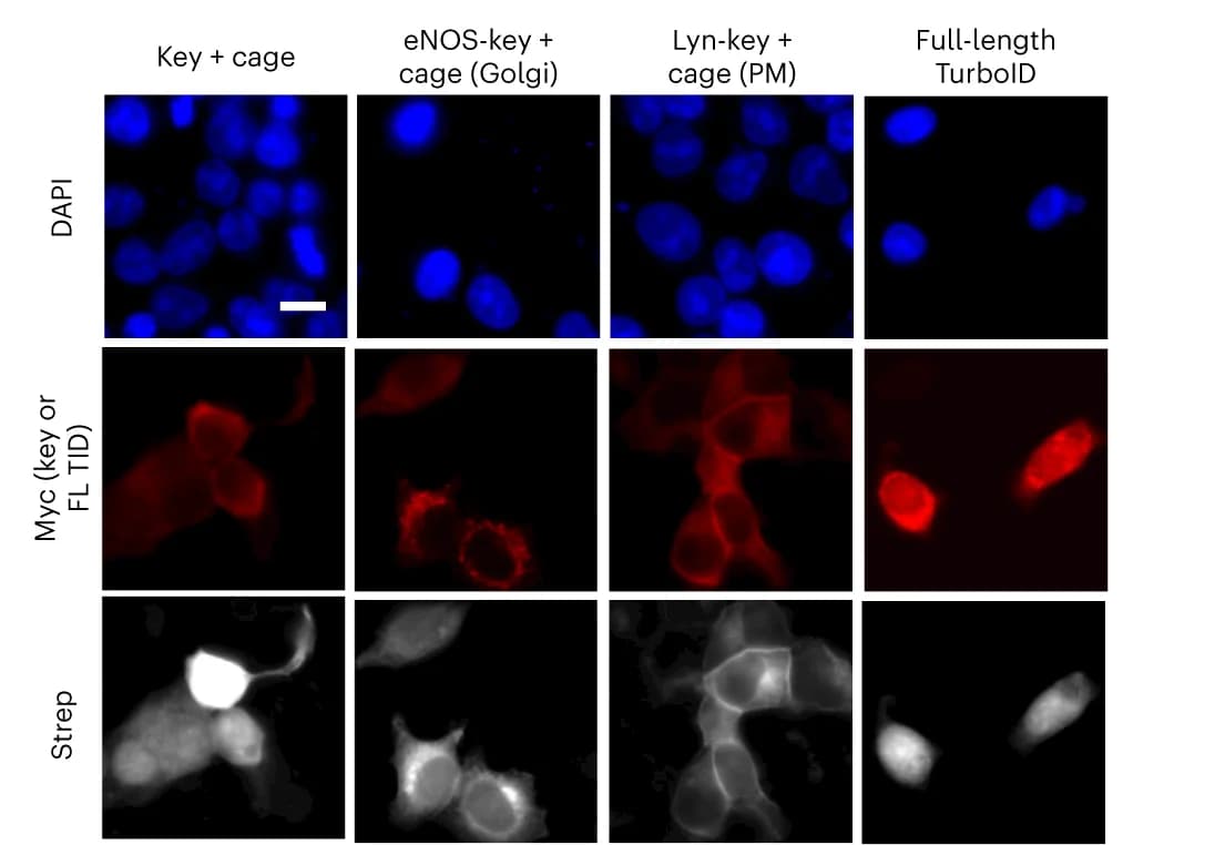 Open access visualization of Microscopy, Epifluorescence Images, CIAR-PM-293 Cells, Ras-LOCKR-PL, TurboID