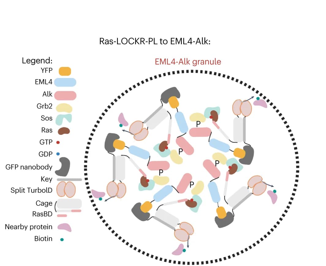 Open access visualization of Illustration, Workflow, Ras-LOCKR-PL, EML4-Alk, Granules