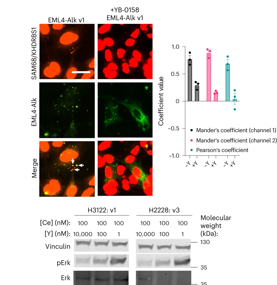 Open access visualization of Microscopy, Bar Plot, Error Bars, Gel, Epifluorescence