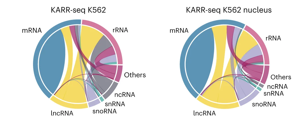 Open access visualization of Chord, Pie Chart, RNA-RNA Interactions, KARR-seq, K562 Cells