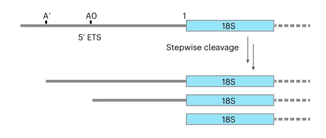 Open access visualization of Workflow, Flowchart, Illustration, Pre-rRNA, 5' ETS