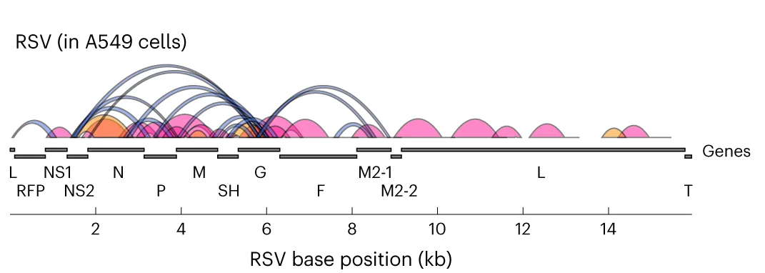 Open access visualization of Network, Pathway, Chord, RSV RNAs, VSV RNAs