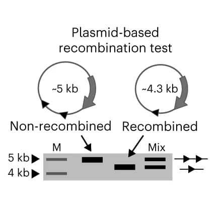 Open access visualization of Gel, Illustration, Plasmid Recombination Assay, Recombined Plasmids, Non-Recombined Plasmids