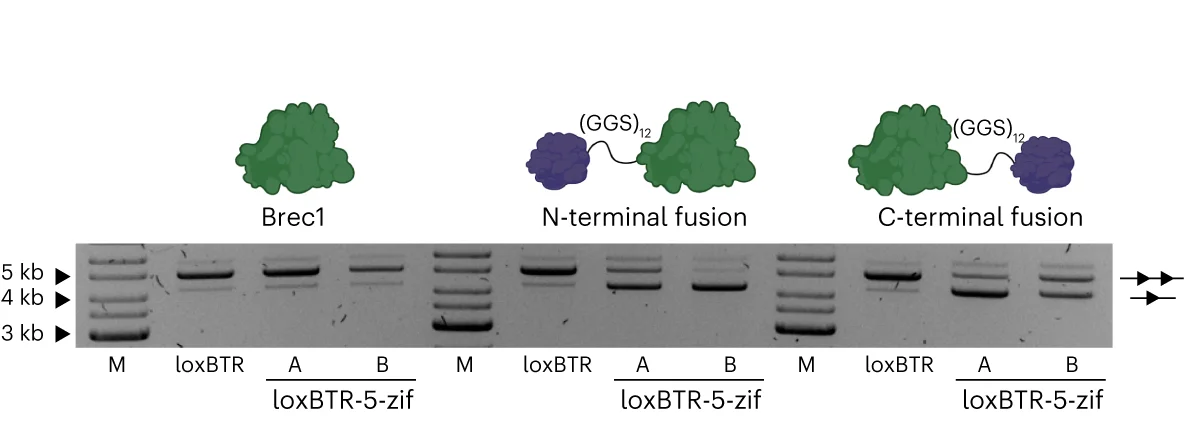 Open access visualization of Gel, Illustration, Plasmid-Based Activity Assay, Recombinase Variants, Target Sites