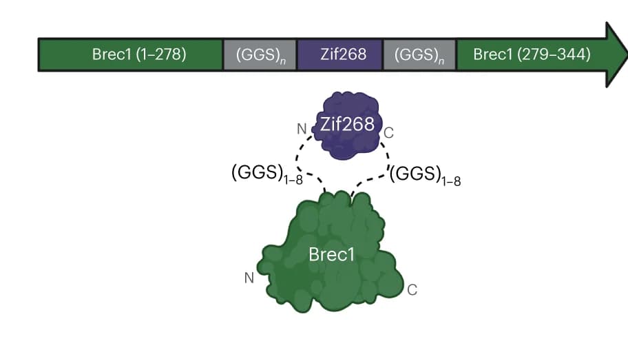 Open access visualization of Illustration, Workflow, Insertional Fusion Library, Zif268, DNA-Binding Domain