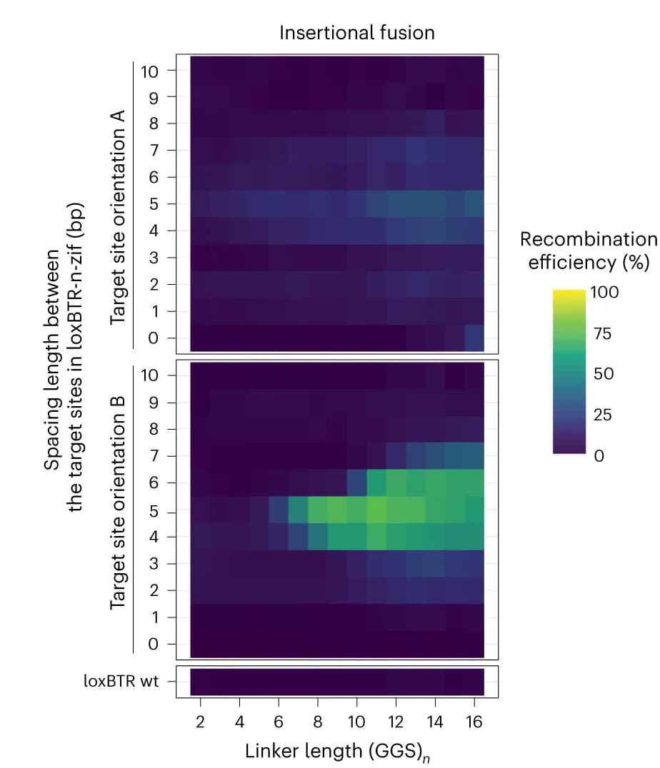Open access visualization of Heatmap, Heat Map, Nanopore Sequencing, Insertional Fusion, Brec1-Zif268
