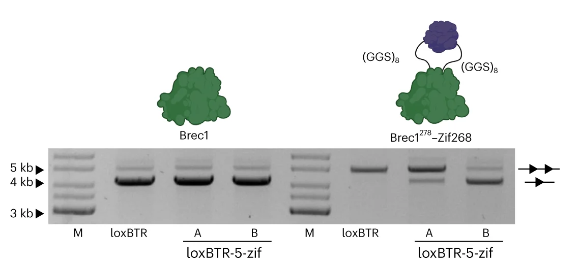 Open access visualization of Gel, Illustration, Plasmid-Based Activity Assay, Recombinase Variants, Target Sites