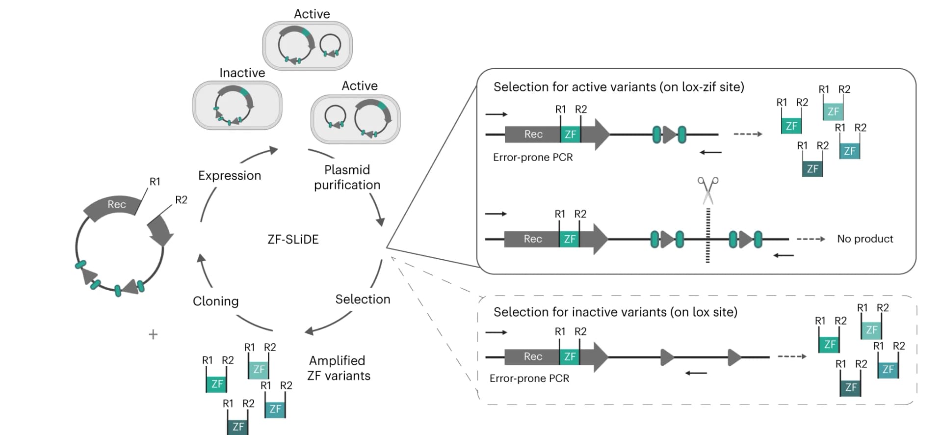 Open access visualization of Workflow, Illustration, Zinc-Finger Domains, Directed Molecular Evolution, Recombinase