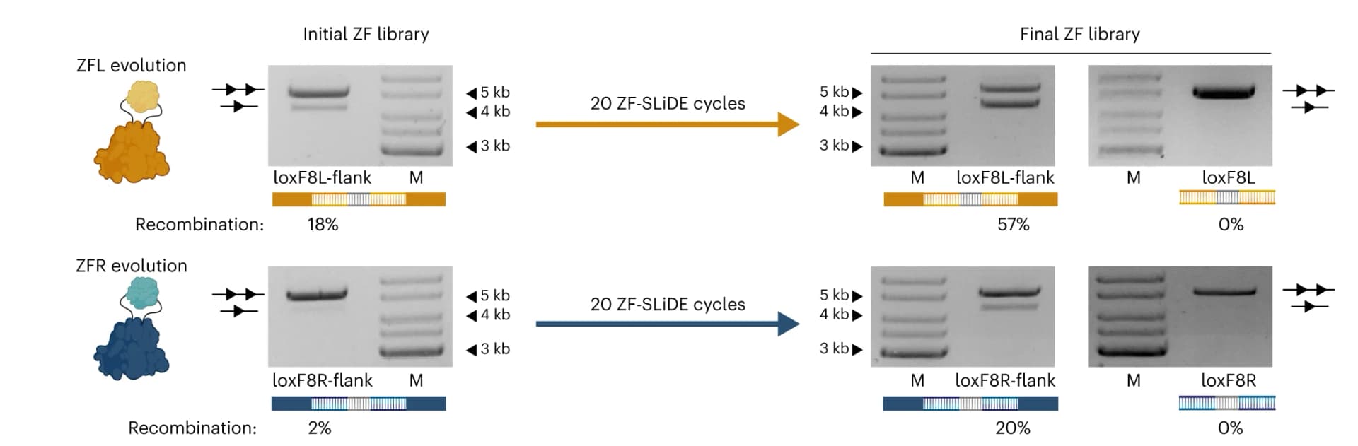 Open access visualization of Gel, Workflow, Recombination Assay, Recombination Efficiency, Plasmid