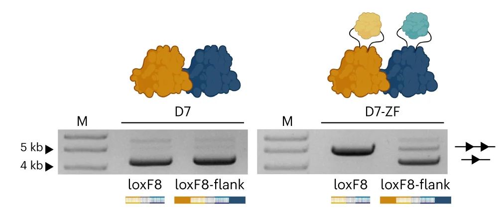 Open access visualization of Gel, Illustration, Plasmid Activity Assay, Genomic Sequences, Binding Target Sites