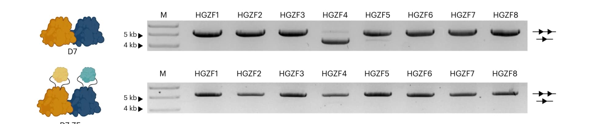 Open access visualization of Gel, Illustration, Plasmid Activity Assay, Genomic Off-Targets, Recombination