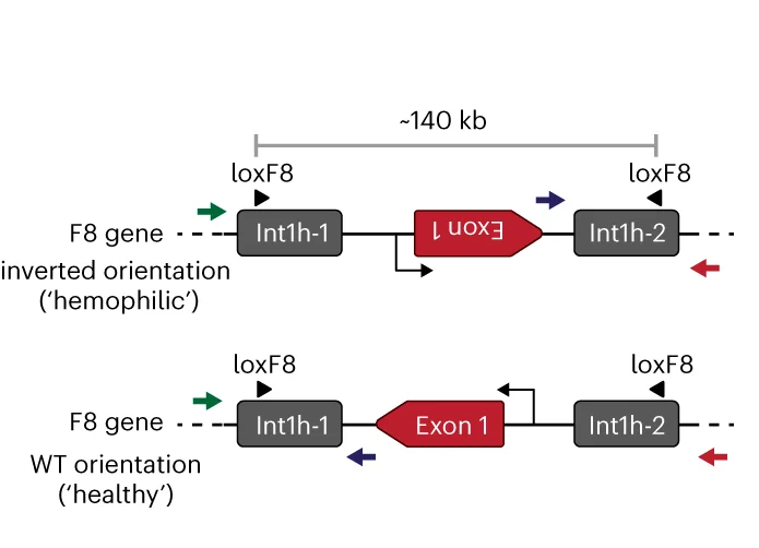 Open access visualization of Workflow, Illustration, Schematic Representation, F8 Gene, Inverted Orientations
