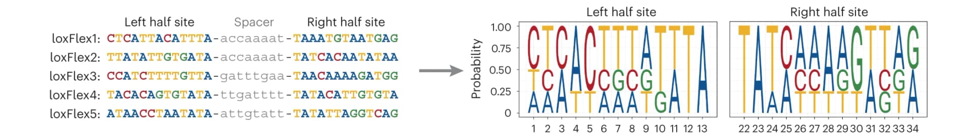 Open access visualization of Illustration, Target Sites, RecFlex Recombinase, Nucleotides, Half Sites