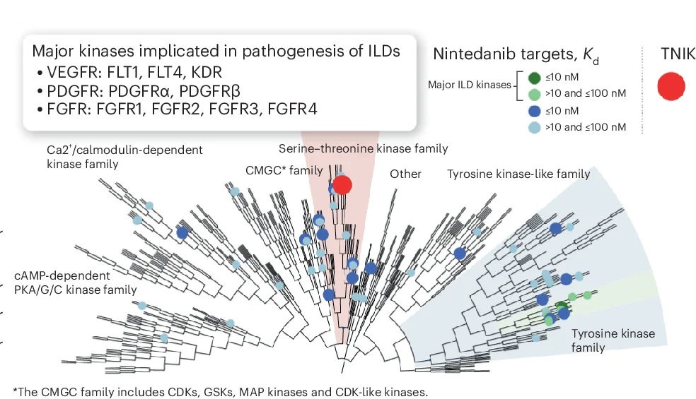 Open access visualization of Network, TNIK, Serine-Threonine Kinase, STE20 Family, Anti-Fibrotic Medications