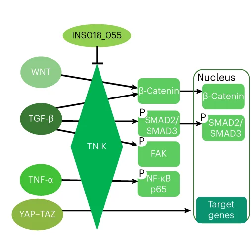 Open access visualization of Workflow, Flowchart, TNIK Function, TGF-β Pathway, WNT Pathway