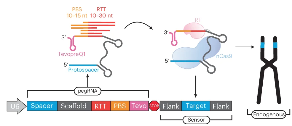 Open access visualization of Workflow, Flowchart, Illustration, Sensor Framework, pegRNA