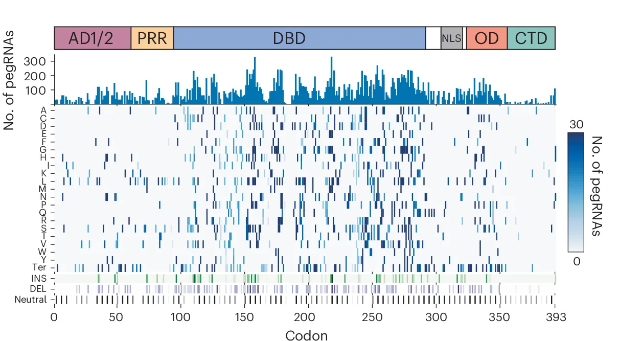 Open access visualization of Heatmap, Bar Plot, pegRNAs, TP53 Sensor Library, SNVs