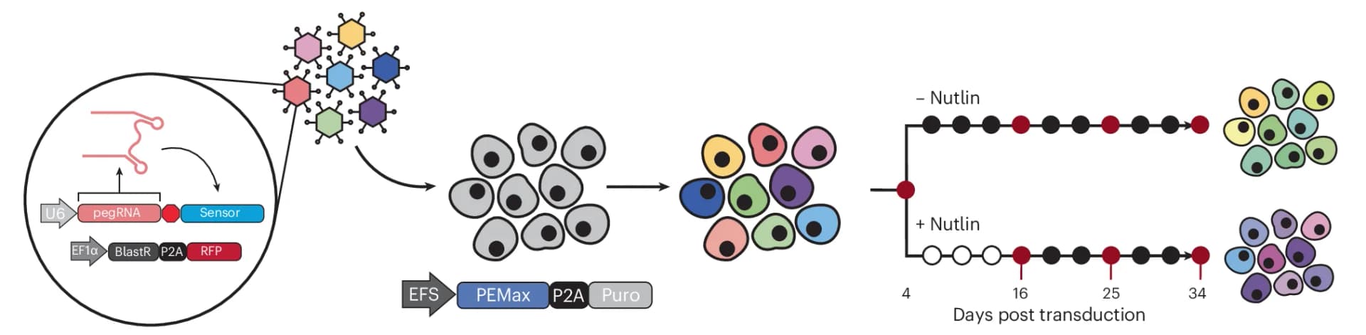 Open access visualization of Workflow, Illustration, Line Plot, Screening Protocol, Prime Editing Sensor Library