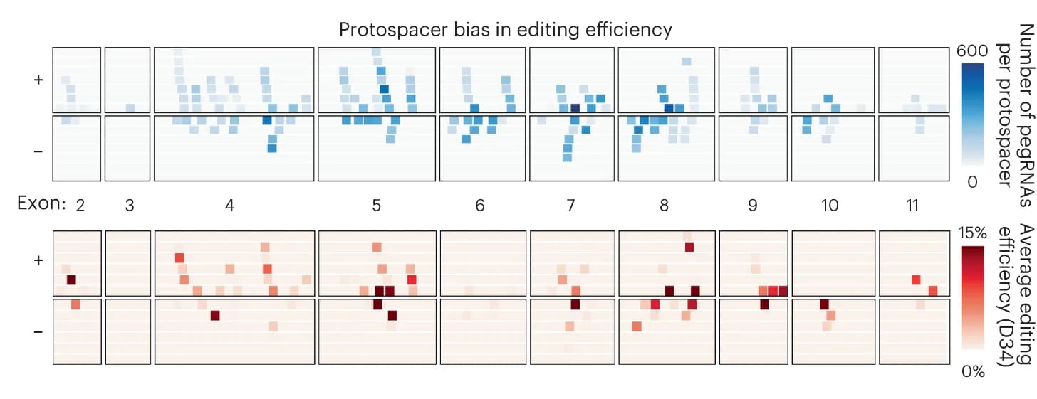 Open access visualization of Heatmap, Protospacer Bias, Editing Efficiency, pegRNAs, TP53 Exon