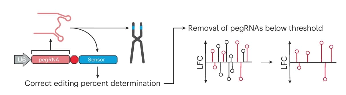 Open access visualization of Workflow, Sensor-calibrated Filtration Approach, pegRNA, Editing Rate, Sensor Locus