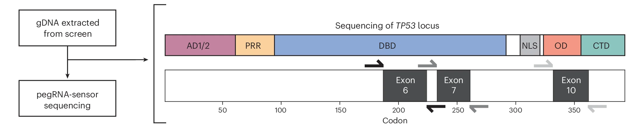 Open access visualization of Workflow, Illustration, TP53 Locus, Exons, Genomic DNA