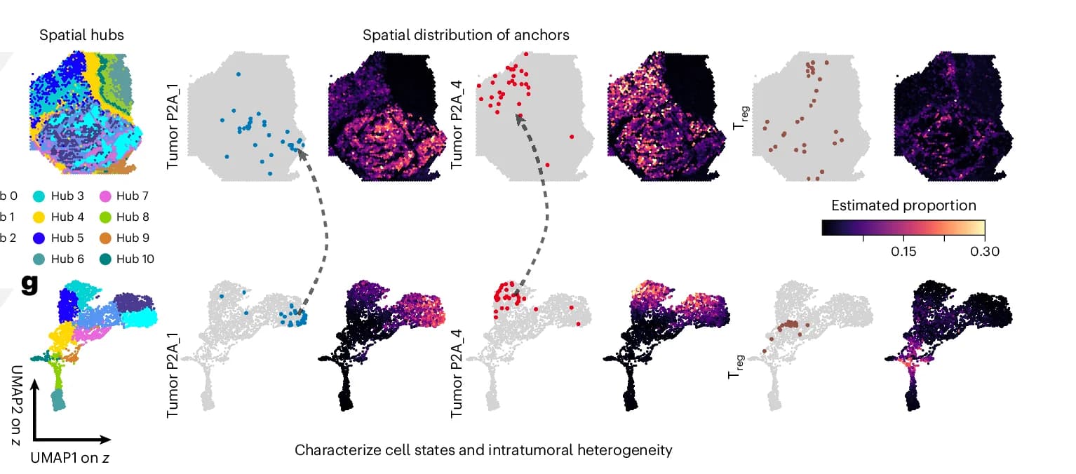 Open access visualization of UMAP, Scatter Plot, Heatmap, Spatial Hubs, Tumor Cell States