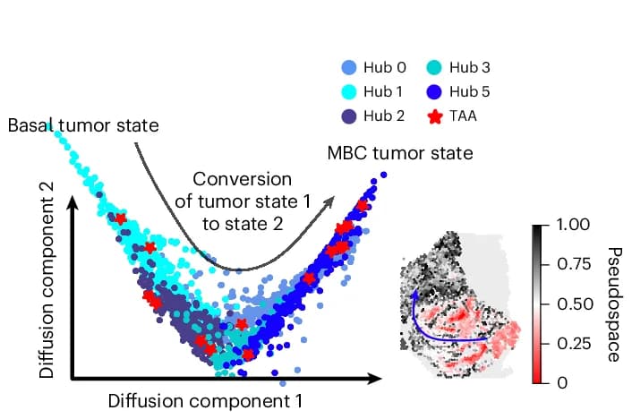 Open access visualization of Scatter Plot, PCA, Heatmap, Diffusion Map Analysis, Tumor-Enriched Spots