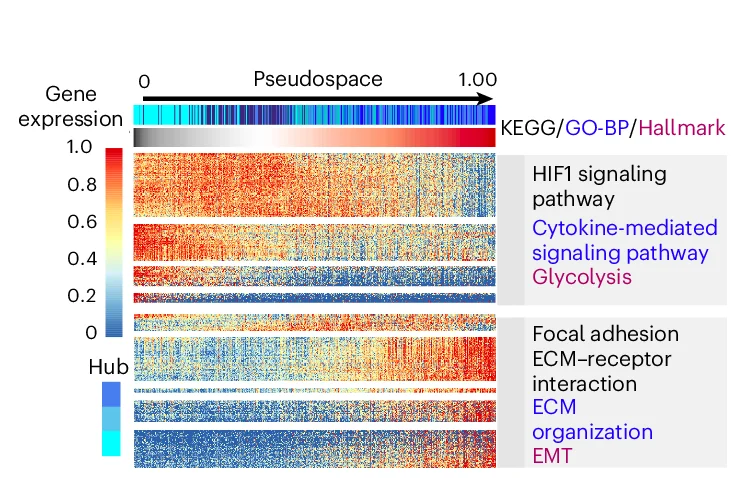 Open access visualization of Heatmap, Spatial Hubs, Pseudospace, Trajectory, Gene Modules