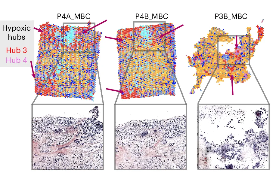 Open access visualization of Microscopy, Scatter Plot, Spatial Arrangement, Hubs, Histology