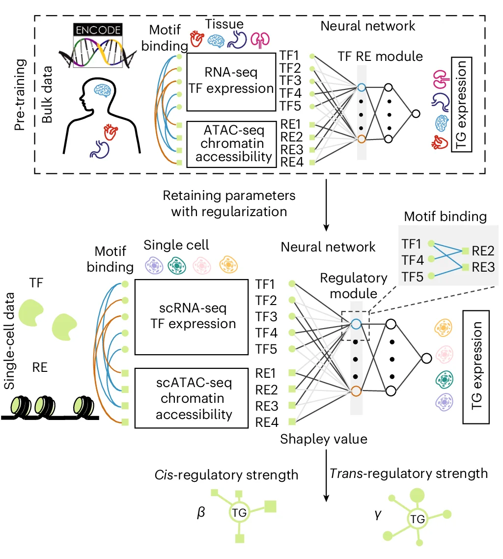 Open access visualization of Workflow, Flowchart, Illustration, Gene Expression, Transcription Factor