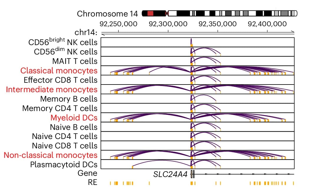 Open access visualization of Line Plot, Cis-Regulatory Network, SLC24A4, Gene Regulation, Promoter
