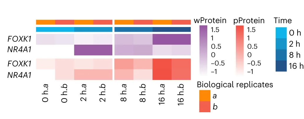 Open access visualization of Heatmap, Protein Expression, Phosphoproteomics, TCR Stimulation, FOXK1