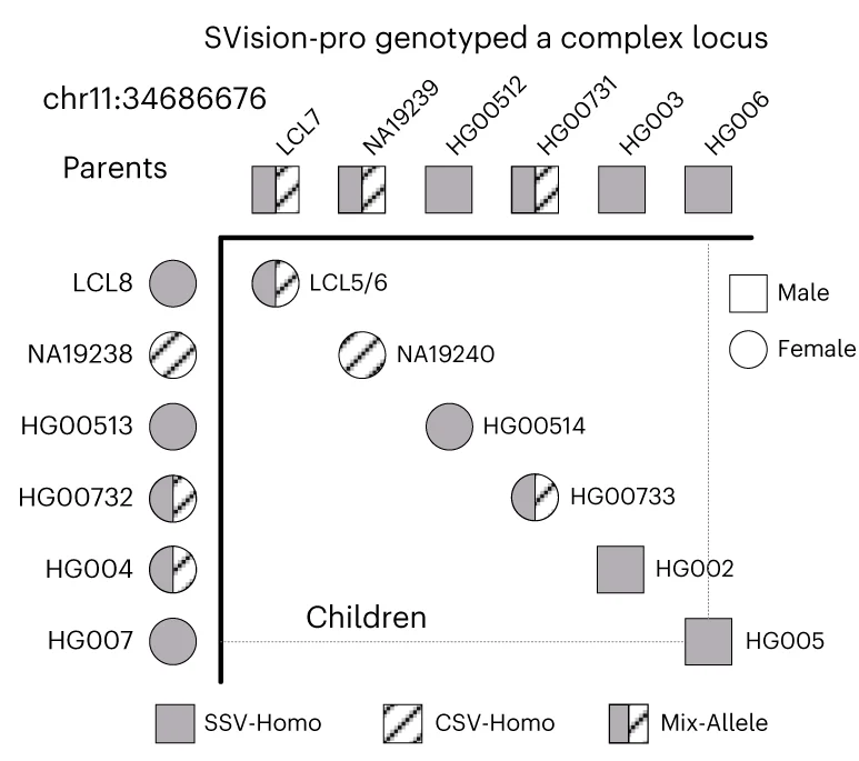 Open access visualization of Illustration, Complex Locus, SSV, CSV, Alleles
