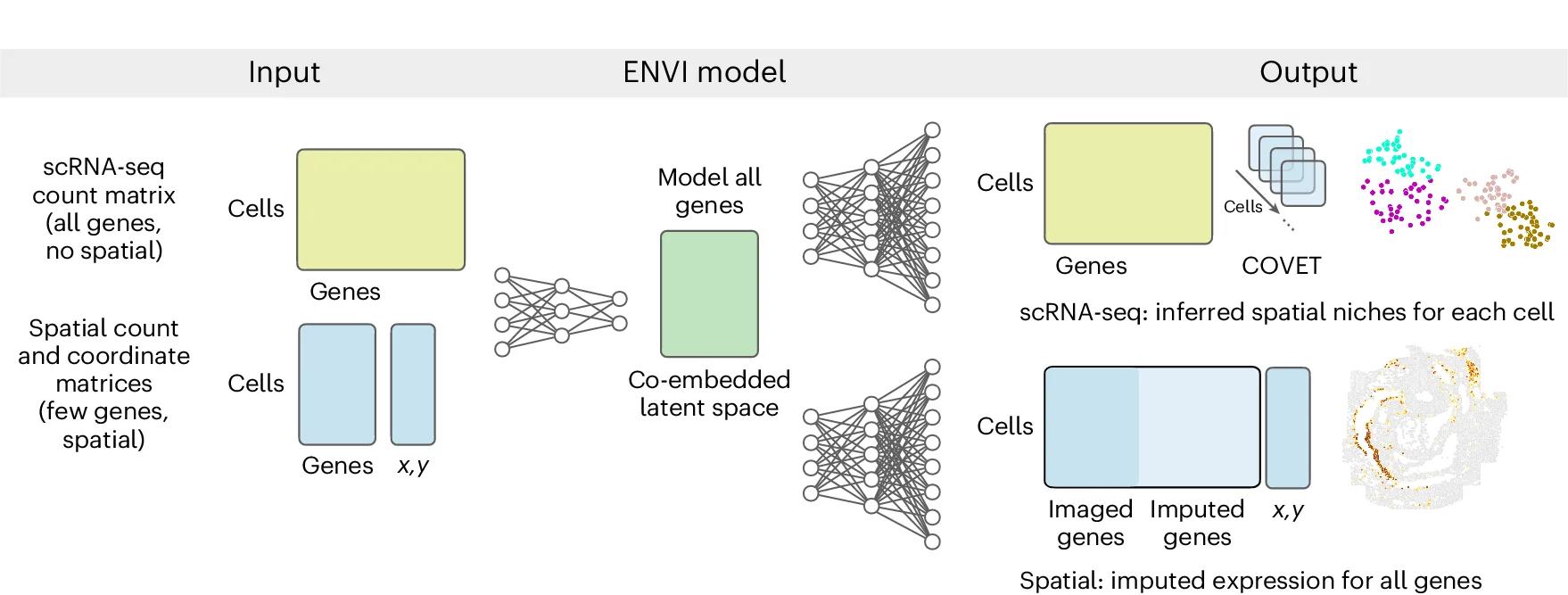 Open access visualization of Workflow, Conditional Autoencoder, scRNA-seq, Spatial Transcriptomics, Latent Embedding