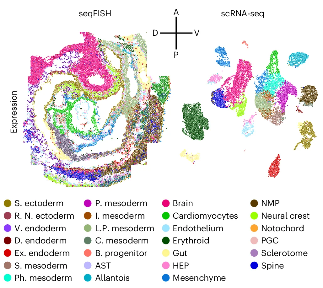 Open access visualization of Scatter Plot, UMAP, seqFISH, Mouse Embryo, Sagittal Section