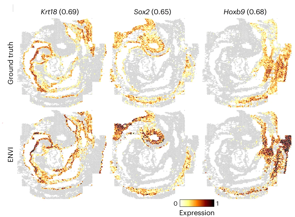 Open access visualization of Scatter Plot, Heatmap, seqFISH, Log Counts, ENVI Imputation