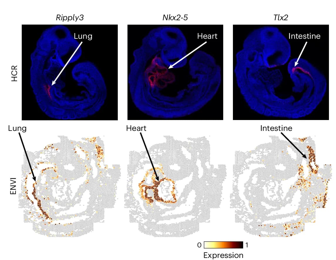 Open access visualization of Microscopy, ENVI Imputation, Organ Marker Genes, seqFISH, Lung