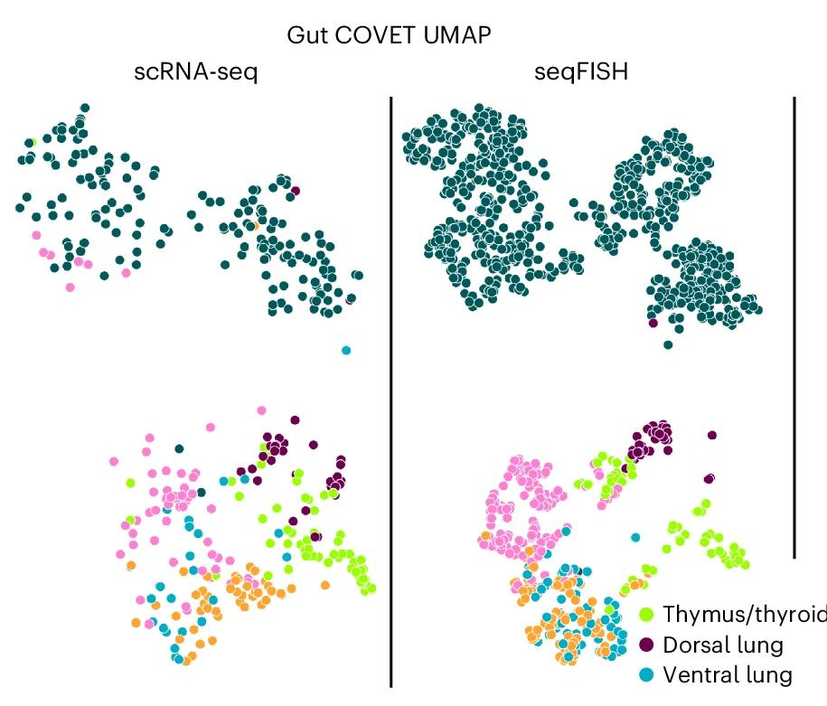 Open access visualization of UMAP, Scatter Plot, Gut Tube Cells, COVET, seqFISH