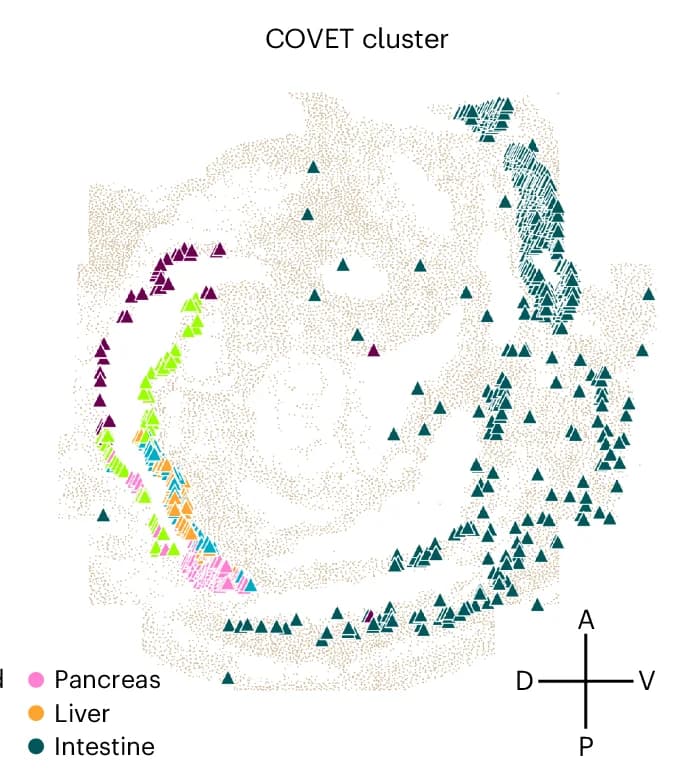Open access visualization of Scatter Plot, seqFISH, Endoderm Cells, Organ, Label Transfer