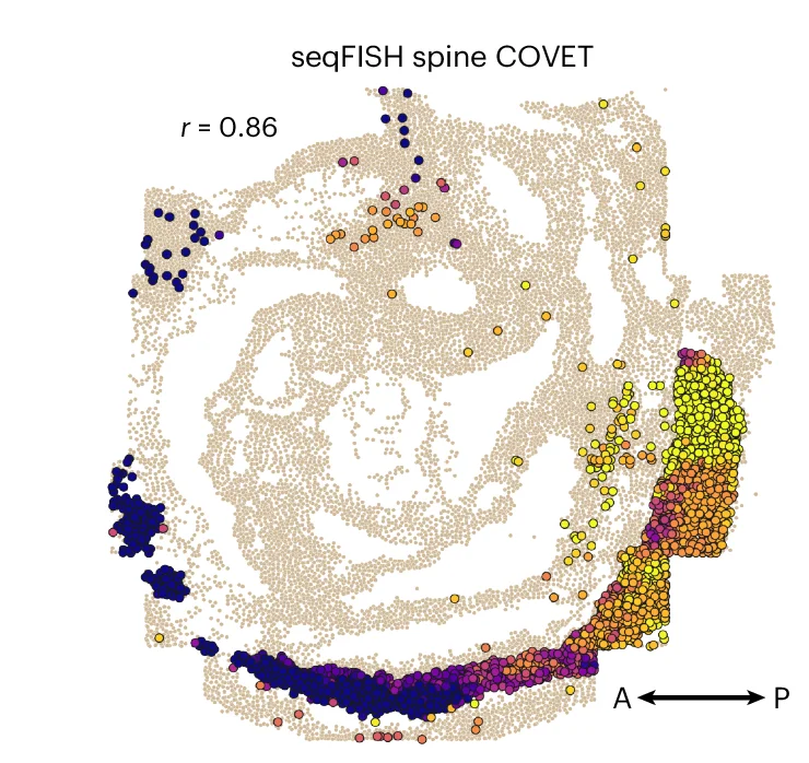 Open access visualization of Scatter Plot, seqFISH, NMPs, Spine Cells, COVET DC
