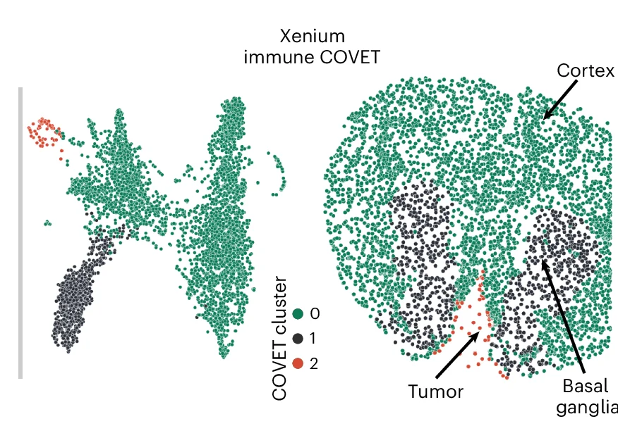 Open access visualization of Scatter Plot, UMAP, COVET UMAP, Spatial Coordinates, Xenium Immune Cells