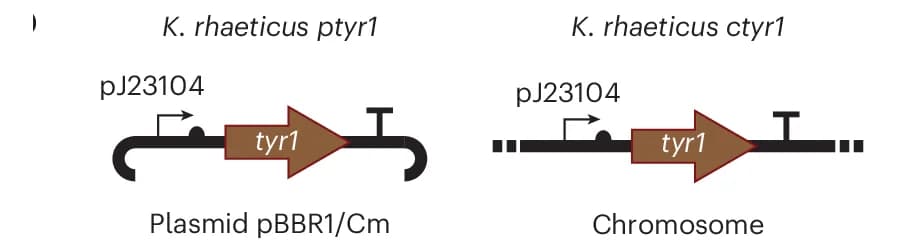 Open access visualization of Workflow, Illustration, Genetic Construct, K. rhaeticus, Tyrosinase