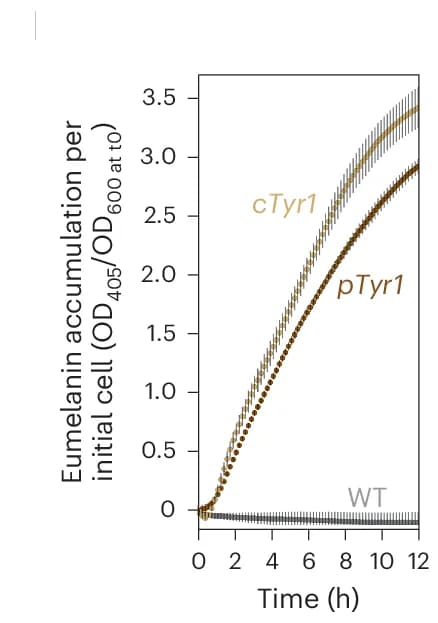 Open access visualization of Line Plot, Error Bars, Tyr1-producing Strains, Eumelanin Production, OD 405