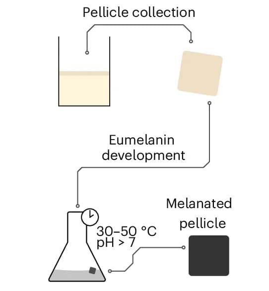 Open access visualization of Workflow, Flowchart, Melanated BC, Tyrosinase-expressing K. rhaeticus, Pellicle