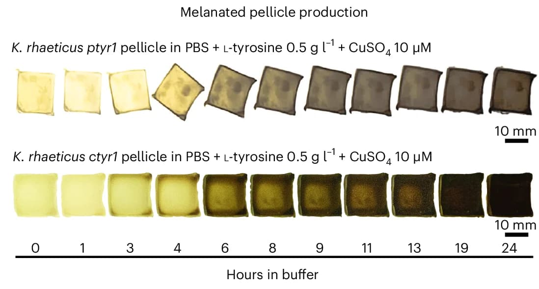 Open access visualization of Photo, Eumelanin, K. rhaeticus ptyr1, K. rhaeticus ctyr1, Pellicles