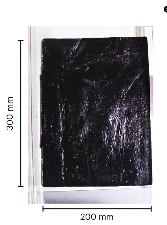 Open access visualization of Photo, K. rhaeticus c tyr1, Pellicle, Container, Eumelanin Development