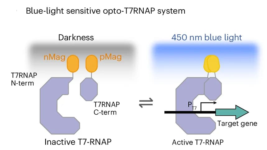 Open access visualization of Workflow, Flowchart, Illustration, Opto-T7RNAP system, T7-RNA Polymerase